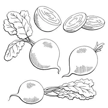 Beetroot graphic vegetable black white isolated sketch illustration vector Stock Illustration