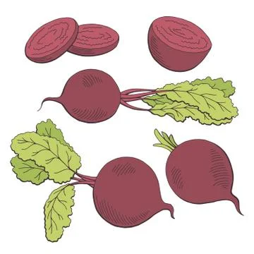 Beetroot graphic vegetable color isolated sketch illustration vector Stock Illustration