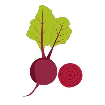 Beetroot with green leaves on white background. Red beetroot whole, cut Illustrazione stock