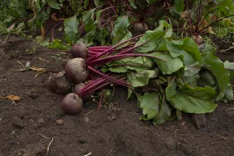 Beetroot on the ground Stock Photos
