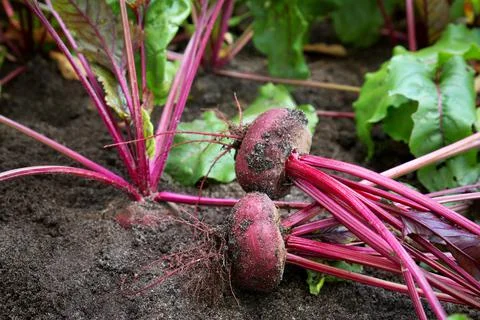 Beetroot in the ground Stock Photos