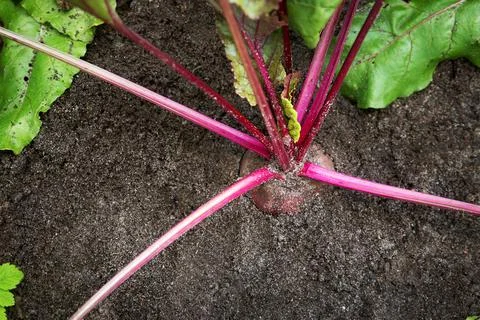 Beetroot in the ground Stock Photos
