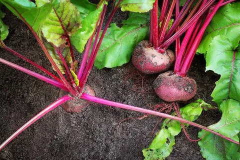 Beetroot in the ground Stock Photos
