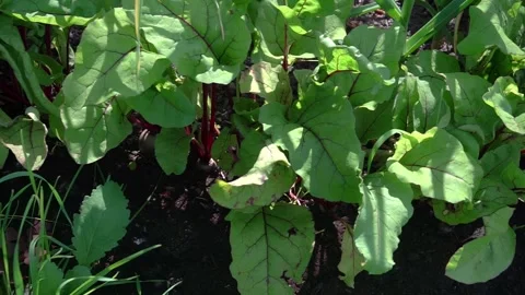 Beetroot Growing in a Garden Bed on a Countryside Plot Stock Footage 322150294