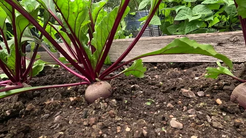 Beetroot growing in the garden Stock Footage 231212359