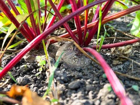 Beetroot growing in garden with red stems and green leaves Stock Photos