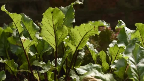 Beetroot growing in garden vegetable patch 스톡 동영상 150949616