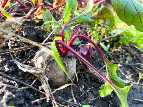 Beetroot growing in the ground surrounded by leaves Stock Photos