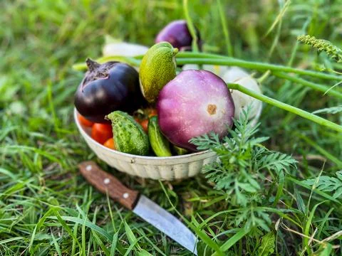 Beetroot growing in the ground surrounded by leaves Stock Photos