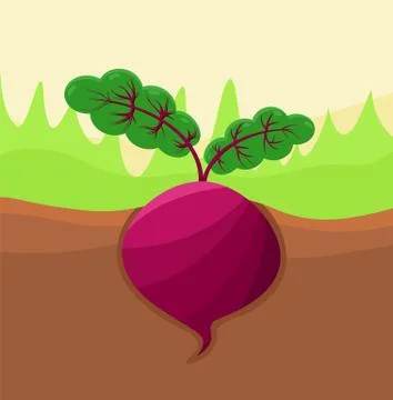 Beetroot Growing in Ground Vector Illustration Stock Illustration