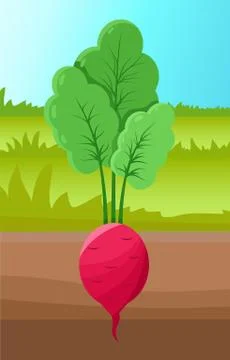 Beetroot Growing in Ground, Vector Illustration Stock Illustration