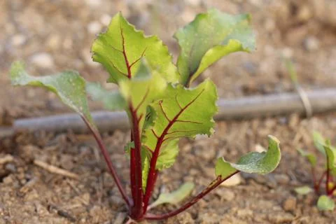 Beetroot growing in an orchard 写真素材