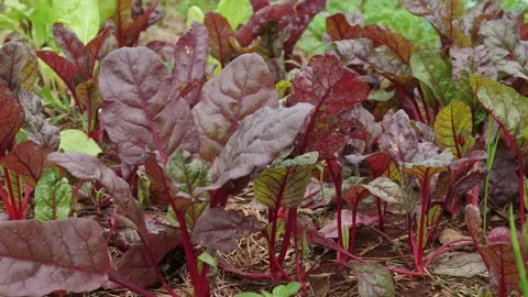 (Beetroot) is growing in organic gardens, Stock Footage 140752326