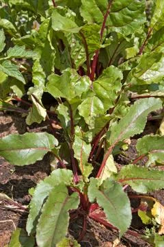 Beetroot growing Stock Photos