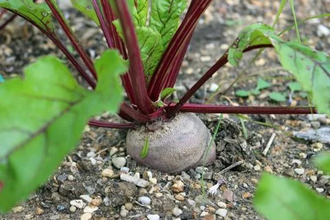 Beetroot growing in soil Stock Photos