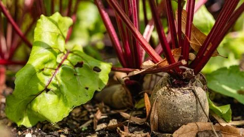 Beetroot growing in soil with red stems and green leaves Stock Photos