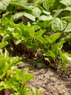 Beetroot growing in a vegetable bed Stock Photos