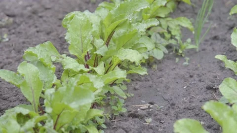 Beetroot grows in the garden. Beet leaves. Eco clean garden. Beetroot in the Stock Footage 219131874