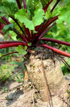 Beetroot grows in the garden. Stock Photos