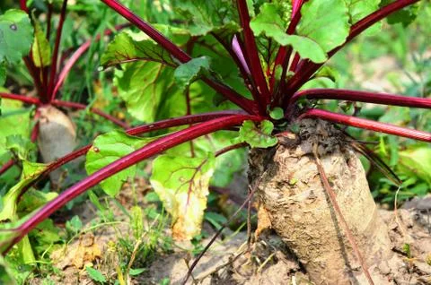 Beetroot grows in the garden. Stock Photos
