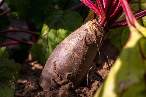 Beetroot grows in the ground Stock Photos