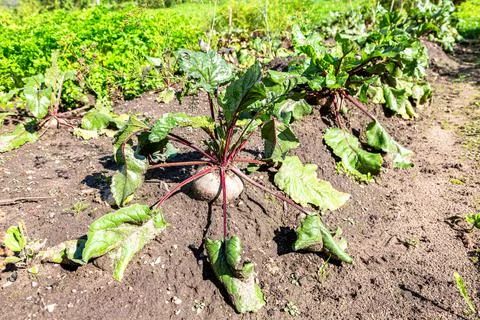 Beetroot grows at the vegetable garden in summer Foto stock