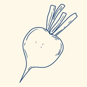 Beetroot hand drawn blue ink clip art Stock Illustration