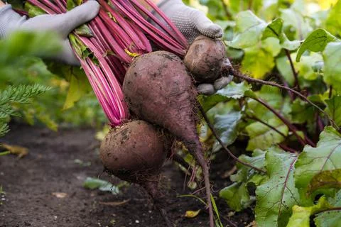 Beetroot in hand. A large bunch of beets in women's hands on the background o Foto stock