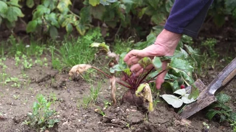 Beetroot Harvest 스톡 동영상 214431702