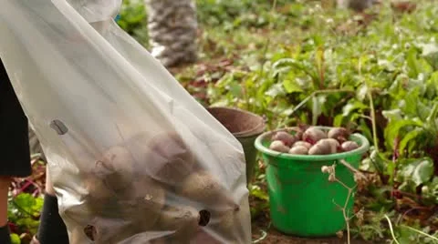 Beetroot Harvest Time Video stock 22277610