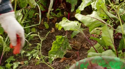 Beetroot Harvesting Video stock 22277562