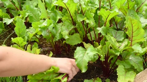 Beetroot harvesting Stock Footage 132879906