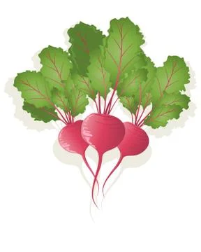 Beetroot Stock Illustration