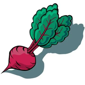 Beetroot Stock Illustration