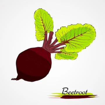 Beetroot Stock Illustration