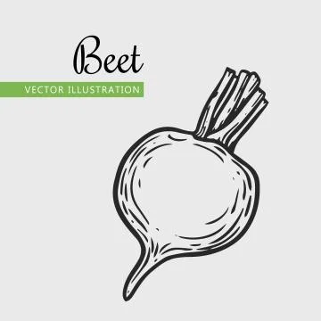 Beetroot Stock Illustration