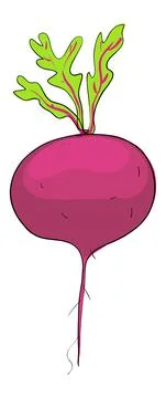 Beetroot illustration vector Stock Illustration