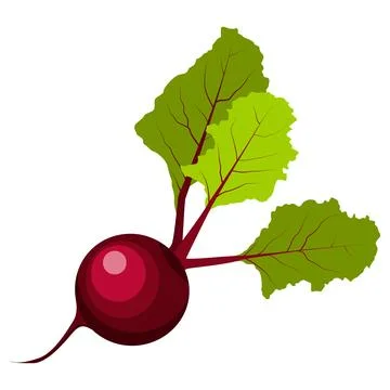 Beetroot illustration vector isolated on white background Stock Illustration