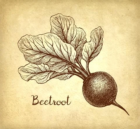 Beetroot ink sketch. Stock Illustration