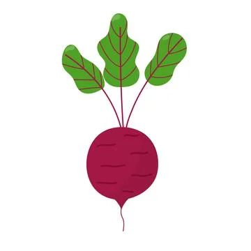 Beetroot isolated element in cartoon style on white. Whole beetroot vegetable Stock Illustration