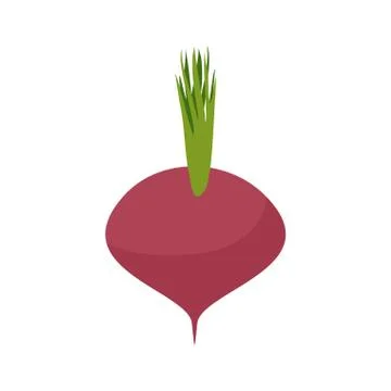 Beetroot isolated. Maroon vegetables on white background. Vegetarian food 스톡 일러스트