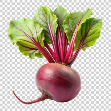 Beetroot-isolated-on-white-background Stock Photos