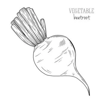 Beetroot isolated on white background. Vector illustration Stock Illustration