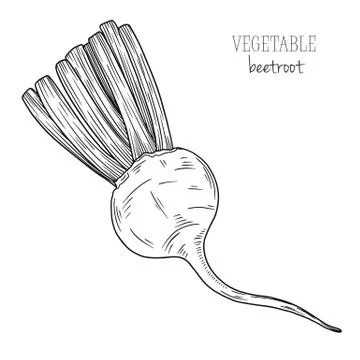 Beetroot isolated on white background. Vector illustration Stock Illustration