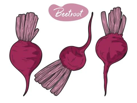 Beetroot isolated on white background. Vector illustration 스톡 일러스트