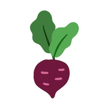 Beetroot isolated on white background. Vector illustration Stock Illustration