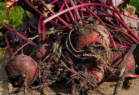 Beetroot, just harvested Stock Photos