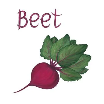 Beetroot with large green leaves and an inscription isolated on a white backg Stock Illustration