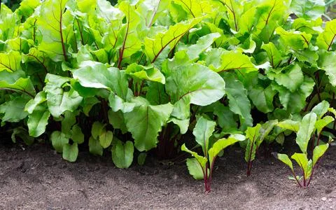 Beetroot leaf.  Growing beetroots (Beta vulgaris). Stock Photos