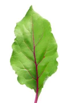 Beetroot leaf isolated on white background with clipping path Stock Photos